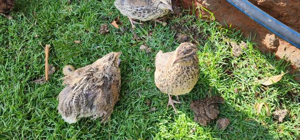 Cortunix Quails - thumbnail 6
