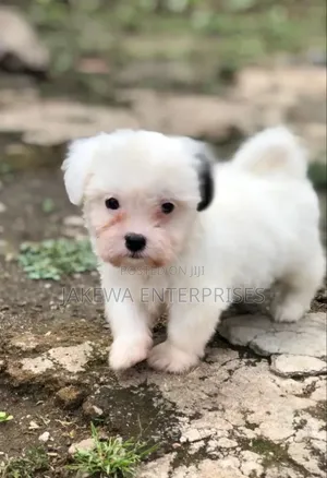 1-3 months Male Purebred Havanese
