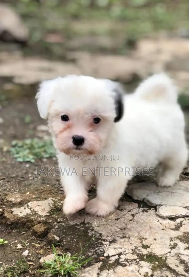 1-3 months Male Purebred Havanese