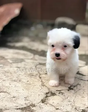 1-3 months Male Purebred Havanese