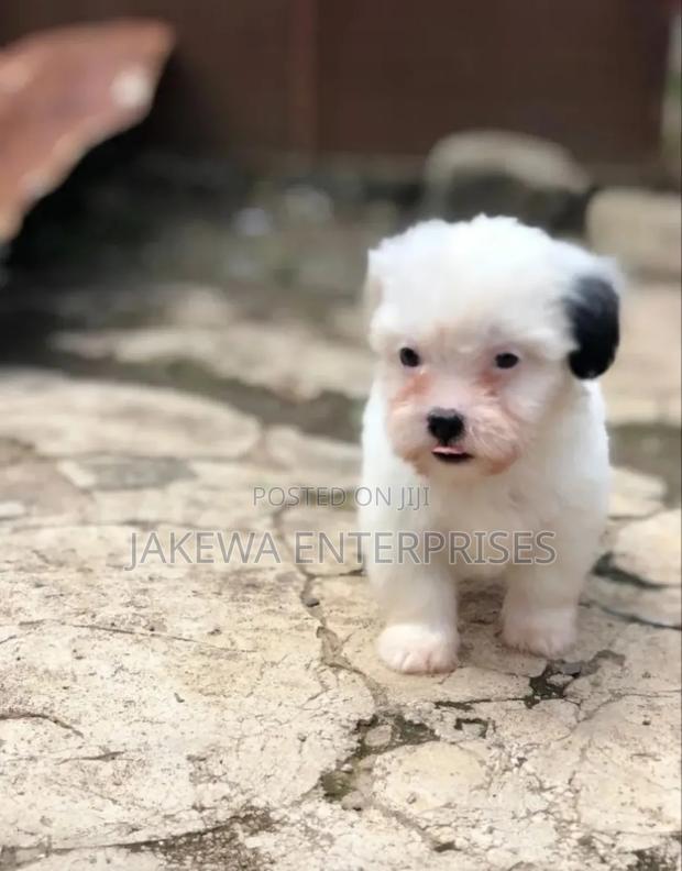 1-3 months Male Purebred Havanese