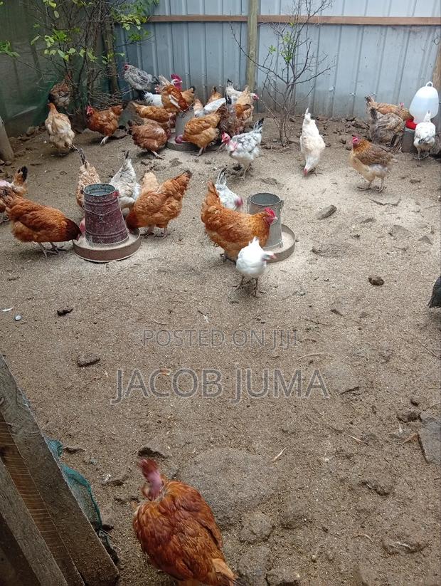 Kienyeji Chicken for Sale