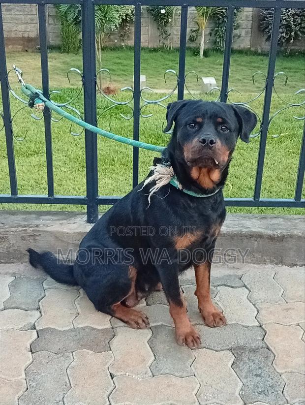 1+ year Female Purebred Rottweiler - main view
