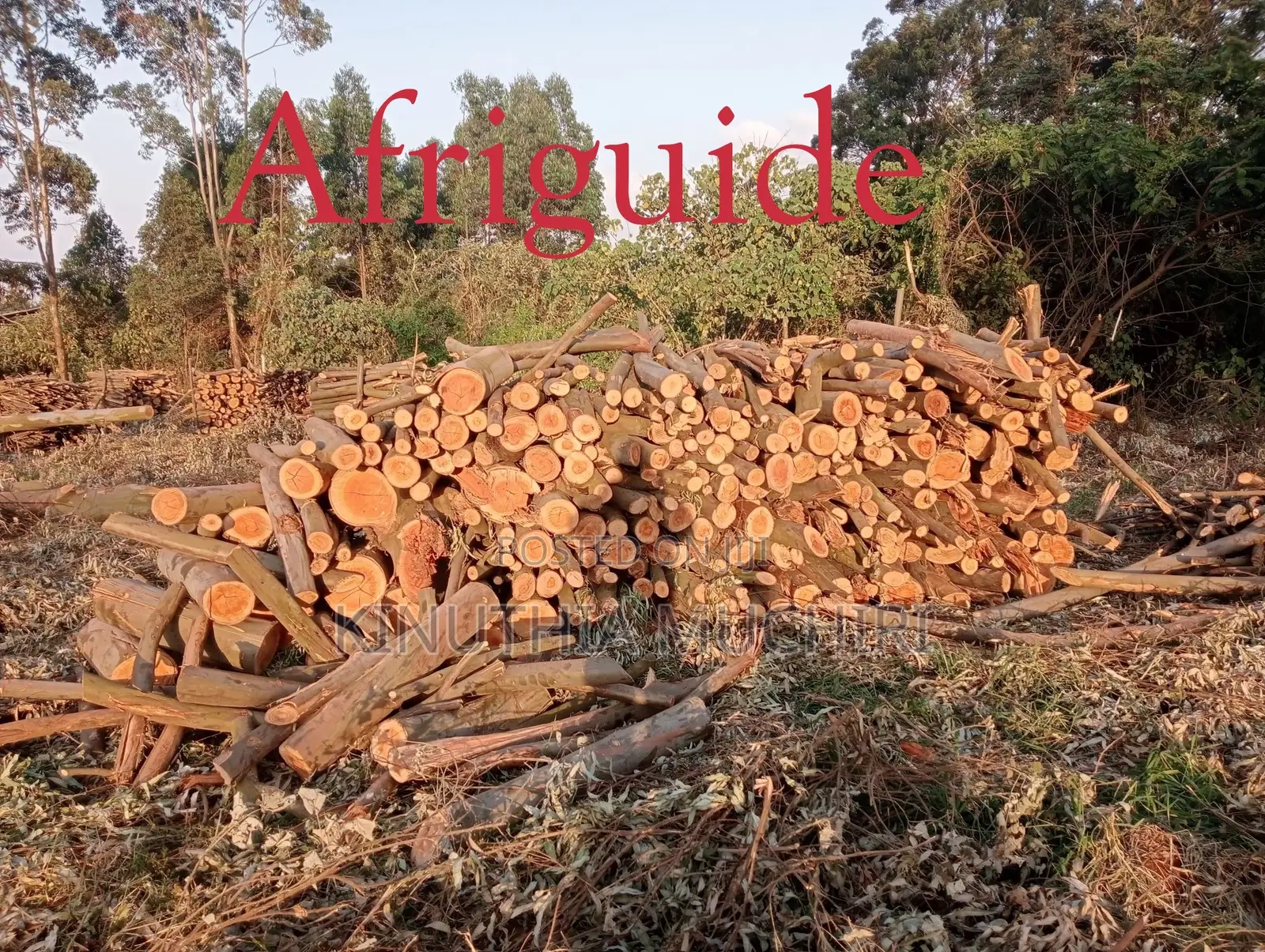 Firewood Logs