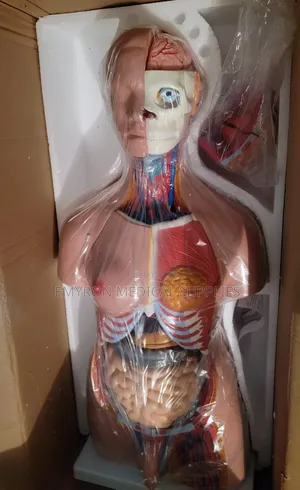 Anatomical Model(85cm)