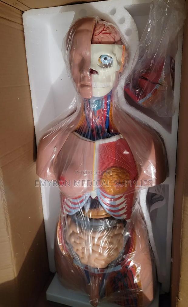 Anatomical Model(85cm) - main view