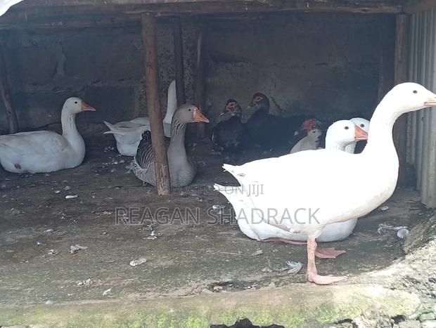 Healthy Goose for Sell - main view