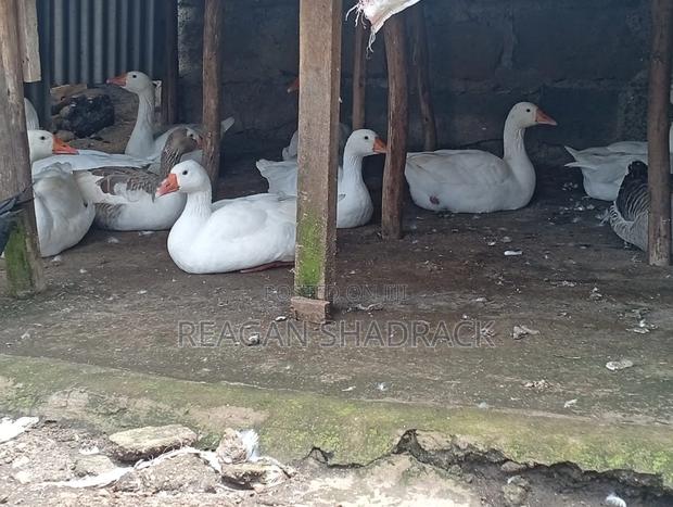 Healthy Goose for Sell - thumbnail 2