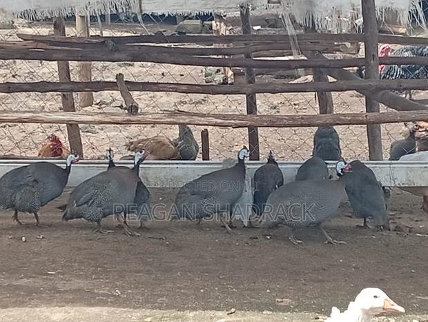 Healthy Goose for Sell - thumbnail 3