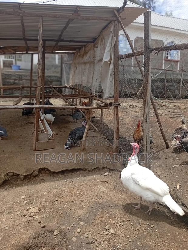 Healthy Goose for Sell - thumbnail 4