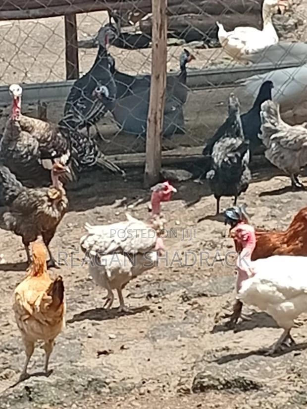Healthy Goose for Sell - thumbnail 6