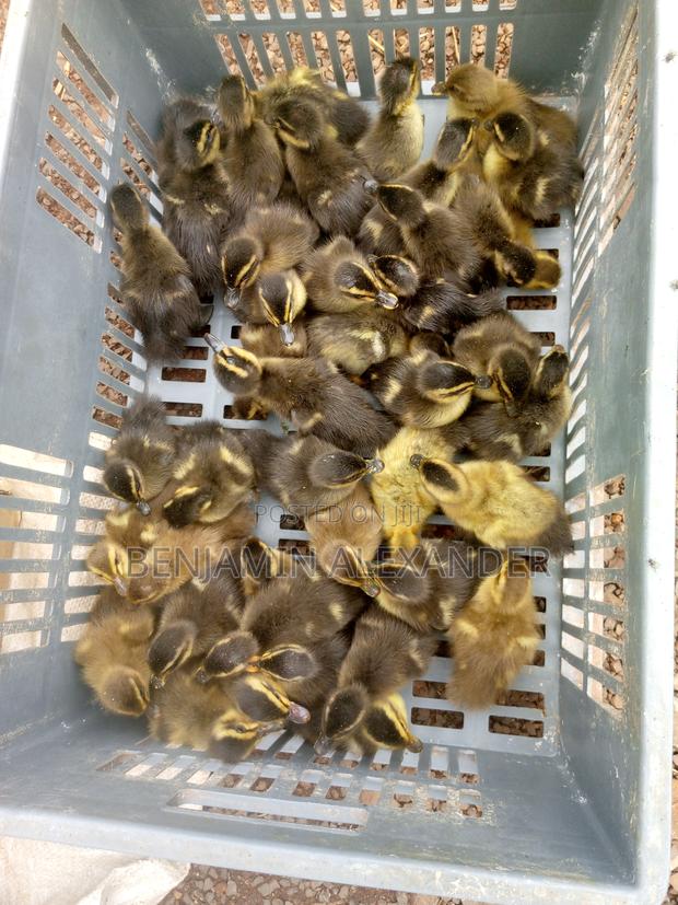 Ducks and Ducklings - thumbnail 2