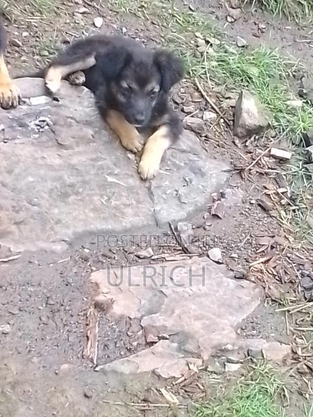 1-3 months Female Mixed Breed German Shepherd - thumbnail 4