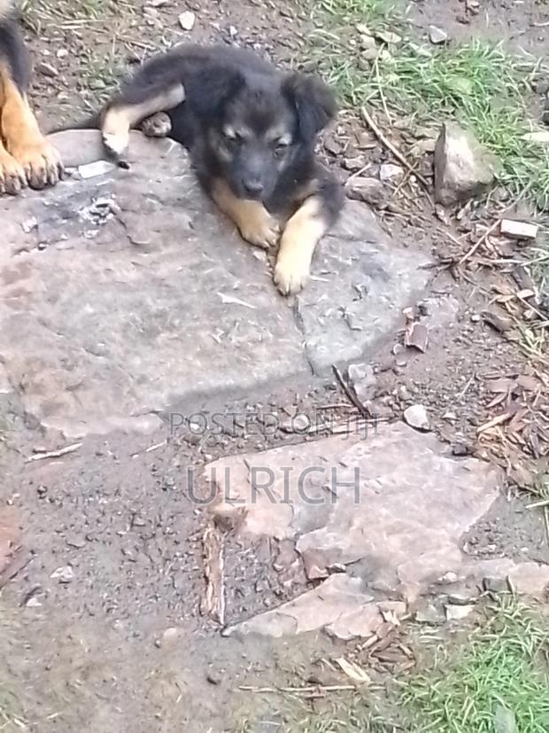 1-3 months Female Mixed Breed German Shepherd - thumbnail 3