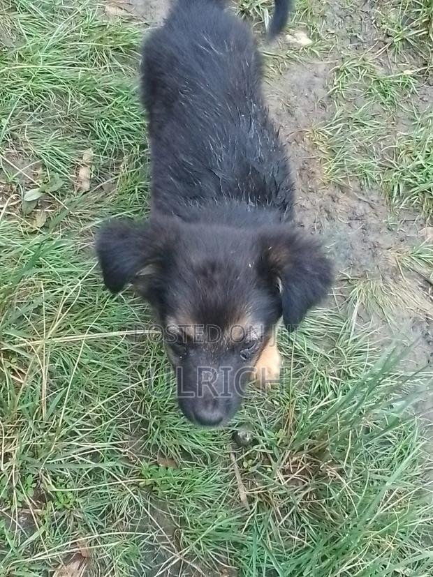 1-3 months Female Mixed Breed German Shepherd - thumbnail 2