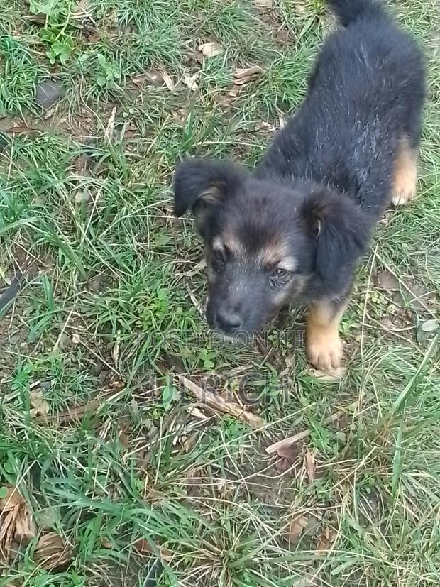 1-3 months Female Mixed Breed German Shepherd - main view