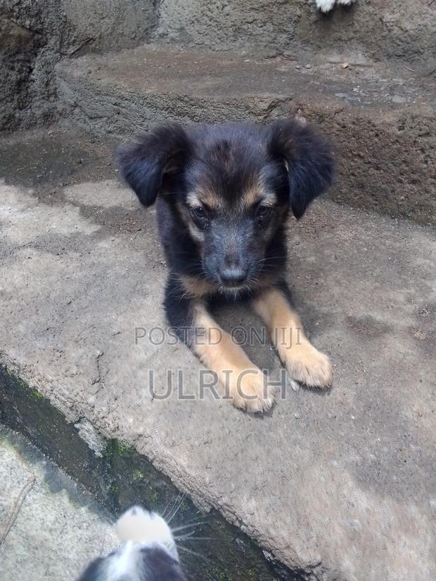 1-3 months Female Mixed Breed German Shepherd - thumbnail 5