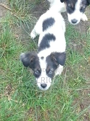 1-3 months Male Mixed Breed Border Collie - thumbnail 2