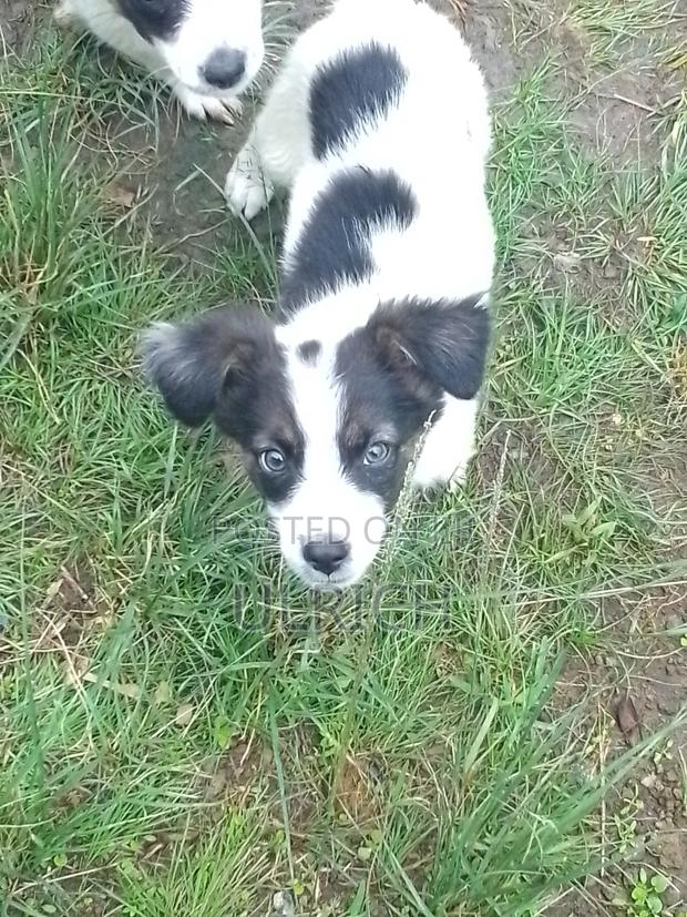1-3 months Male Mixed Breed Border Collie - thumbnail 3