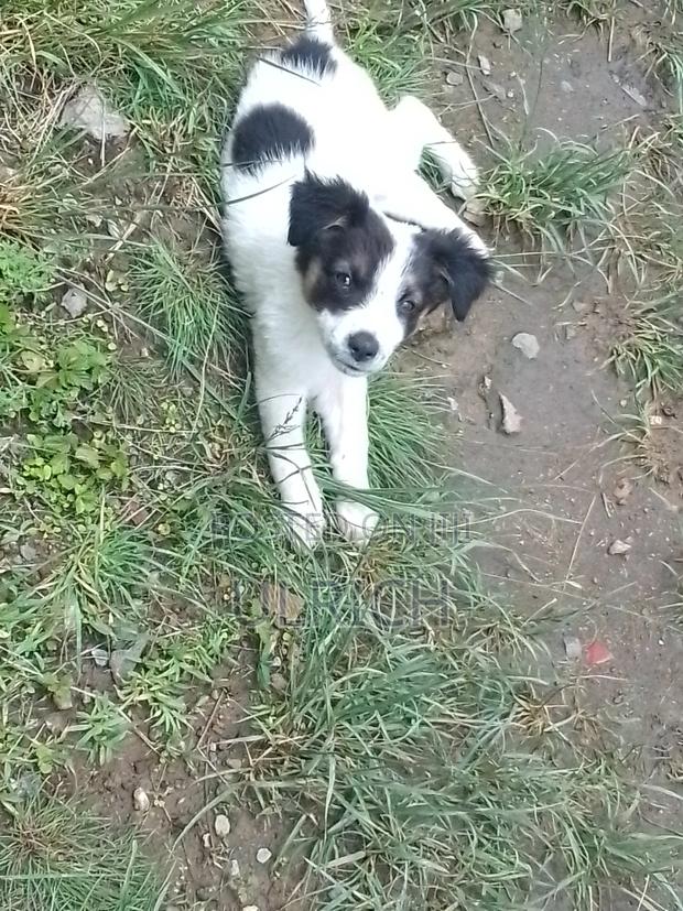 1-3 months Male Mixed Breed Border Collie - thumbnail 4