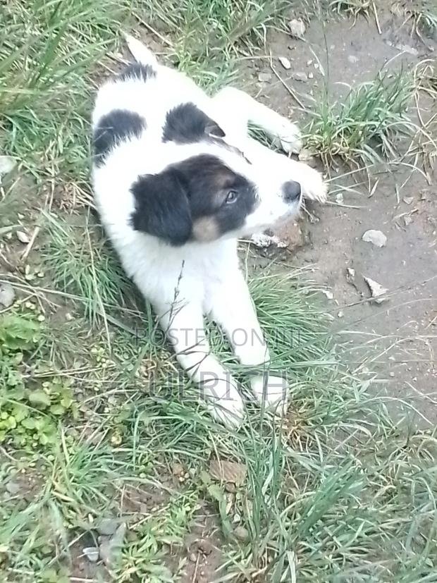 1-3 months Male Mixed Breed Border Collie - thumbnail 5
