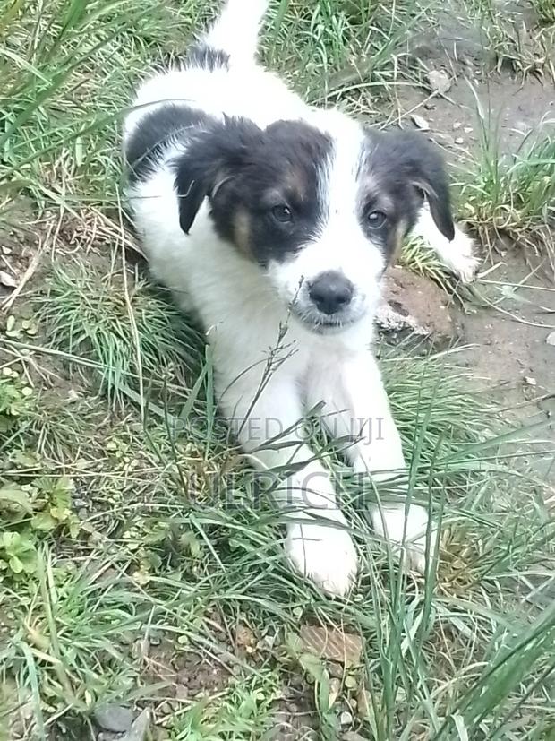 1-3 months Male Mixed Breed Border Collie - thumbnail 6