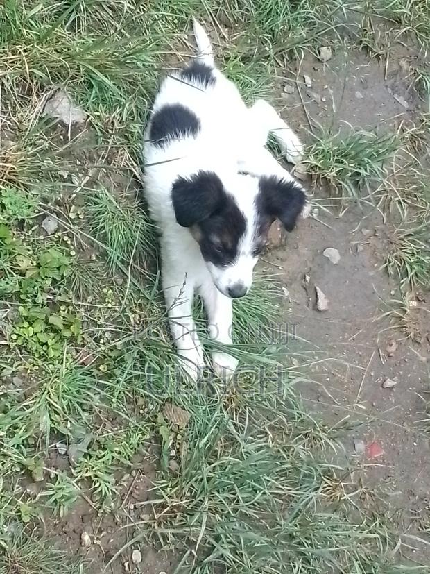 1-3 months Male Mixed Breed Border Collie - thumbnail 7