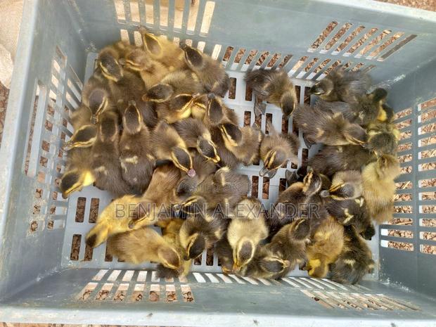 Ducks and Ducklings - main view