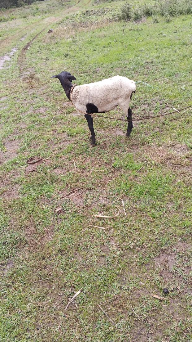 Sheep Kondoo - main view