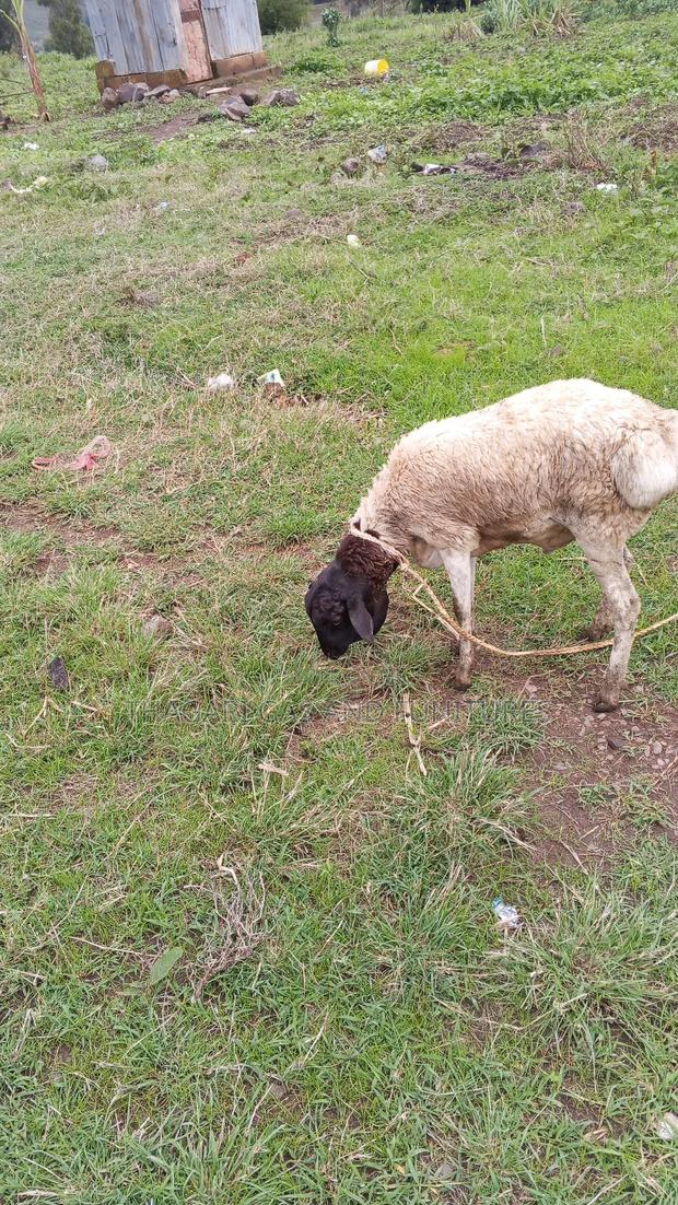 Sheep Kondoo - thumbnail 2