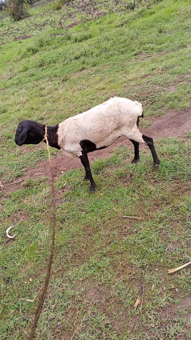 Sheep Kondoo - thumbnail 3