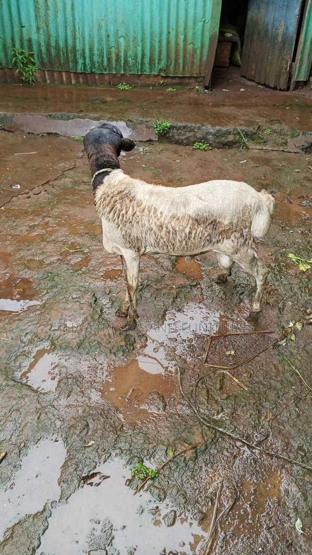 Sheep Kondoo - thumbnail 4