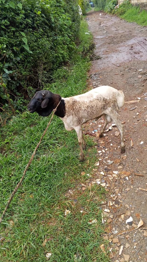 Sheep Kondoo - thumbnail 5