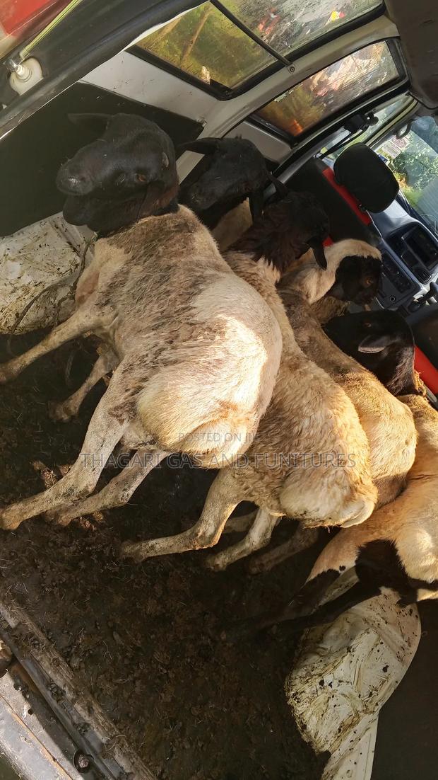 Sheep Kondoo - thumbnail 6