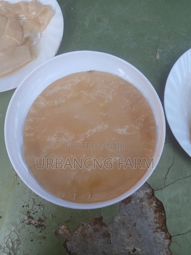 Fresh Kombucha Scoby - thumbnail 3