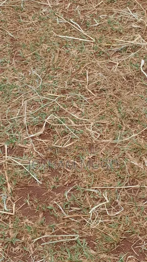 50 By 100 Plot In Limuru, Kwa D.O