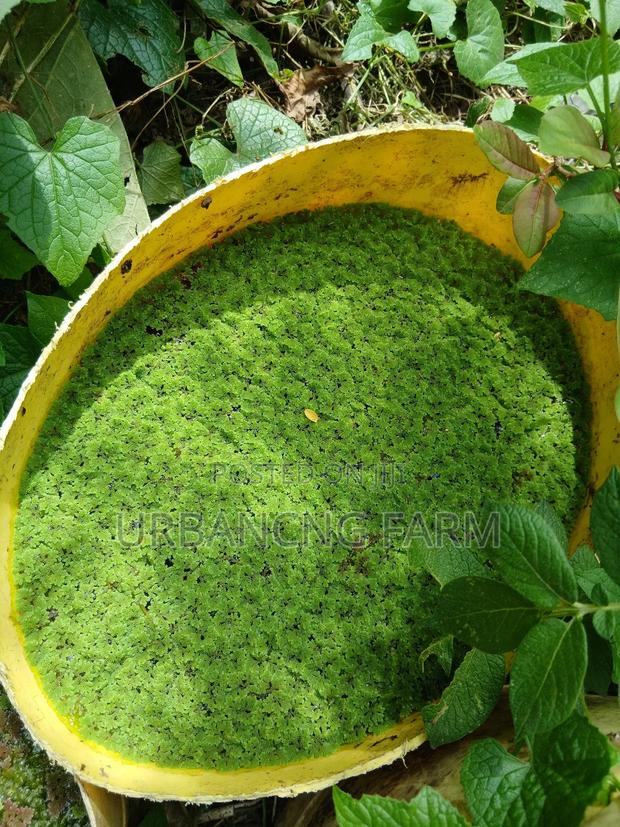 Azolla Seeds - thumbnail 6