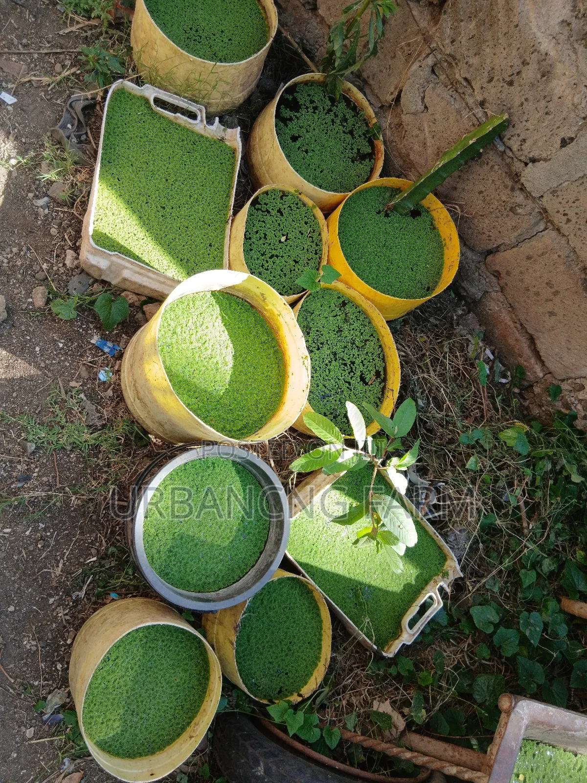 Azolla Seeds