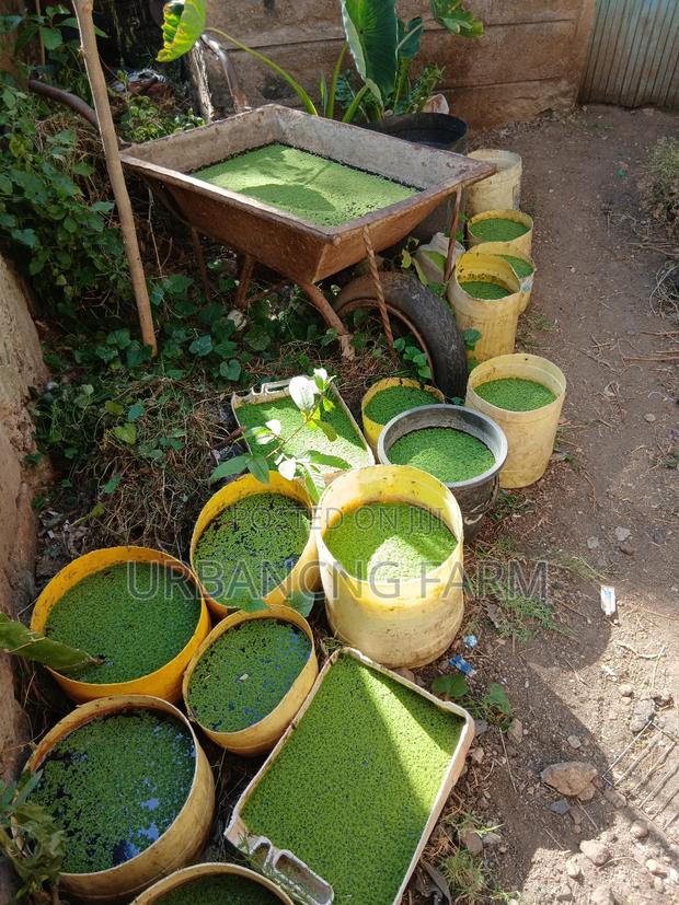 Azolla Seeds - thumbnail 2