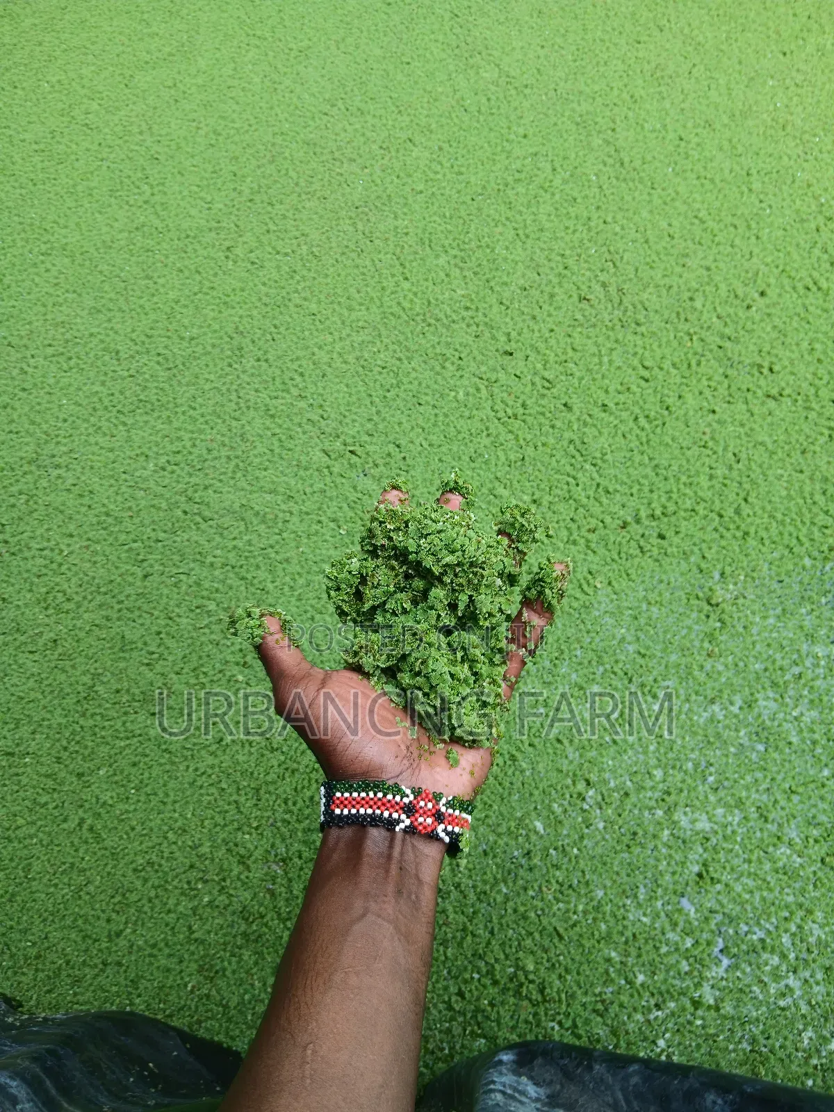 Azolla Seeds
