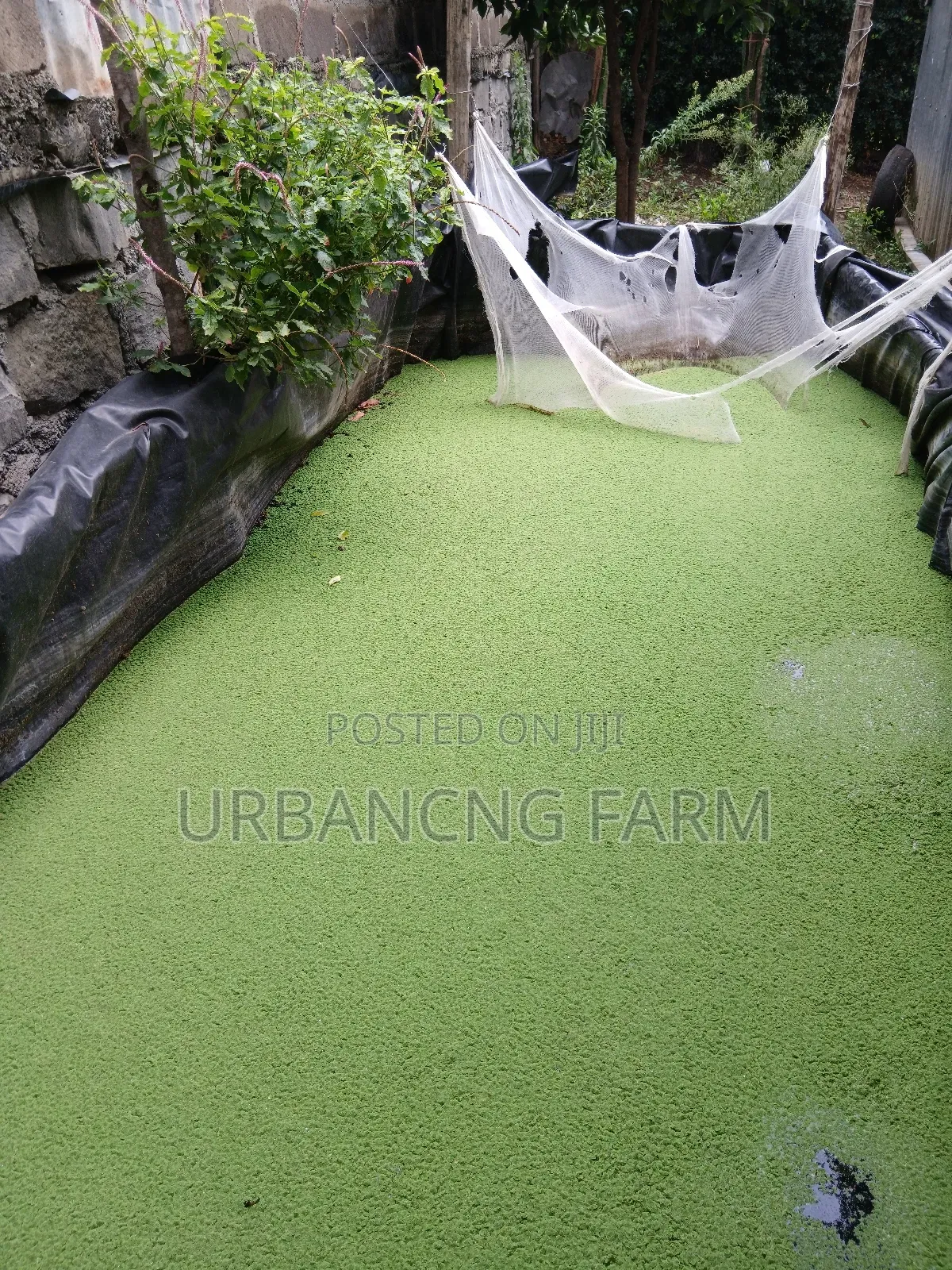 Azolla Seeds