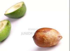 Avocado Fruit - main view