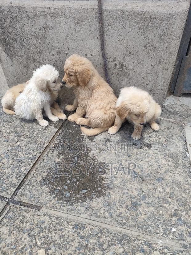 1-3 months Male Purebred Golden Retriever