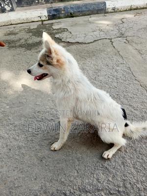3-6 months Male Mixed Breed Japanese Spitz - thumbnail 2