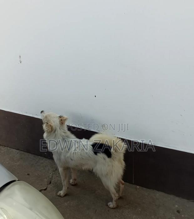 3-6 months Male Mixed Breed Japanese Spitz - thumbnail 3