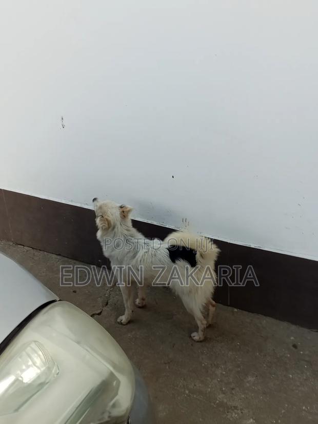 3-6 months Male Mixed Breed Japanese Spitz - thumbnail 4