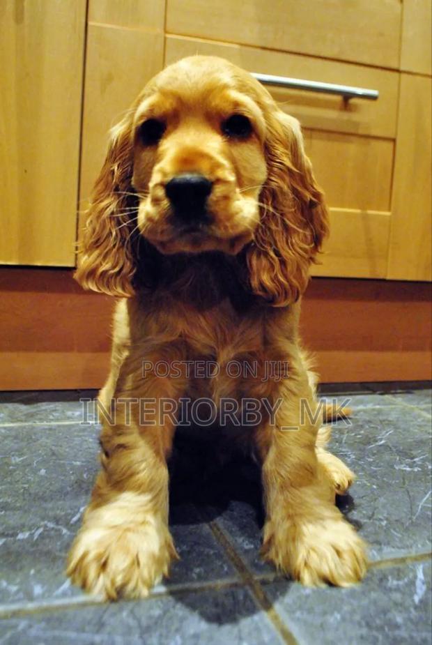 1-3 months Male Purebred Cocker Spaniel