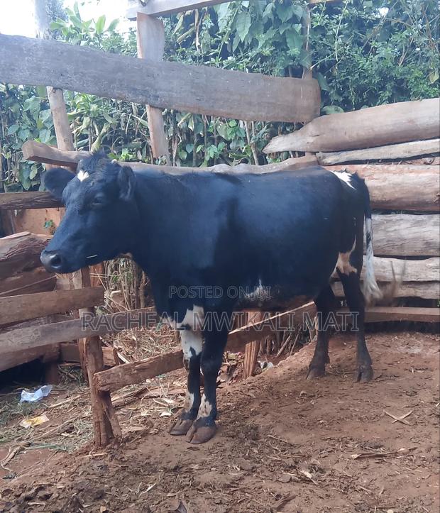 Hyper Cow for Milk - main view