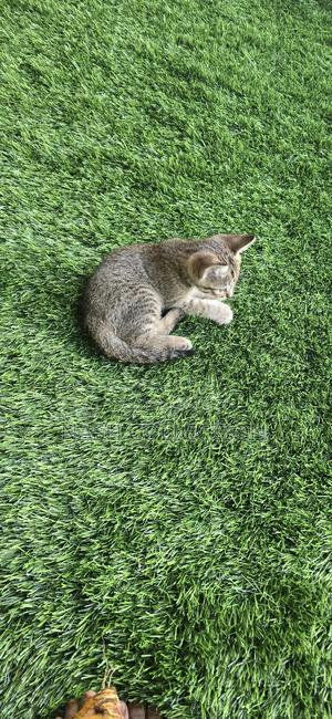 1-3 months Female Mixed Breed Tabby - thumbnail 2