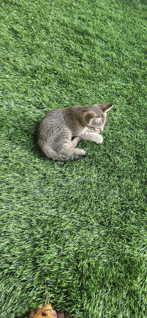 1-3 months Female Mixed Breed Tabby - main view